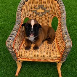 Matteo - Fawn male Boxer puppy in Abilene, Texas from L&L Euro Boxers and Small Town Shih Tzus