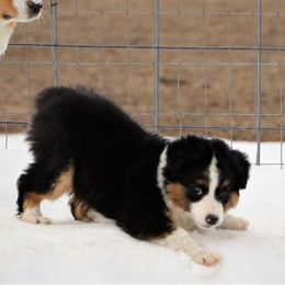 Miniature Australian Shepherd Puppies from Bock's Mini Aussies