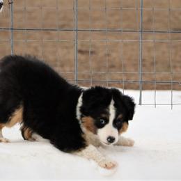 Miniature Australian Shepherd Puppies from Bock's Mini Aussies