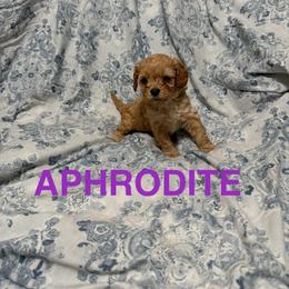 Aphrodite - Apricot female Cavapoo puppy in Sherwood, Michigan from Patrick's Puppies