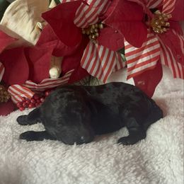 AKC Cayce - Black male Poodle puppy in Elgin, South Carolina from Silver Bells Paw Prints
