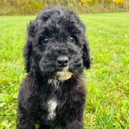Bolt - Black male Goldendoodle puppy in Auburn, Indiana from Martin’s Doodles