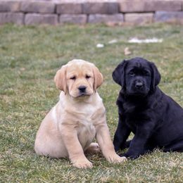 Labrador Retriever Puppies from GreenWave Labradors