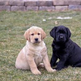 Labrador Retriever Puppies from GreenWave Labradors
