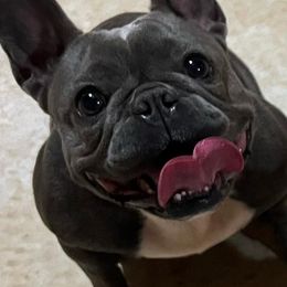 French Bulldogs from Russian Roulette Frenchies