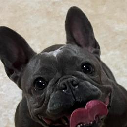 French Bulldogs from Russian Roulette Frenchies