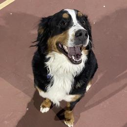 Bernedoodle and Bernese Mountain Dog All Grown Up from Sage Hills Bernedoodles