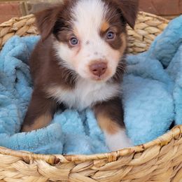 Girl 5 - Australian Shepherd puppy in Tennessee from Cedar Stone Aussiedoodles