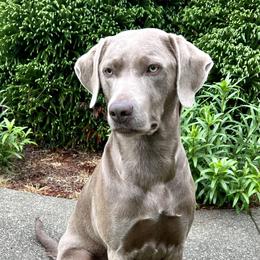 Labrador Retrievers from Silver Ridge Labradors