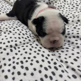 Neely - Black and white female Boston Terrier puppy in Alabama from Southern Bulldogs