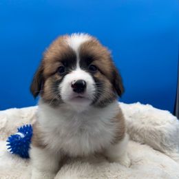 General - Red male Pembroke Welsh Corgi puppy in Minooka, Illinois from Lucky J Corgis