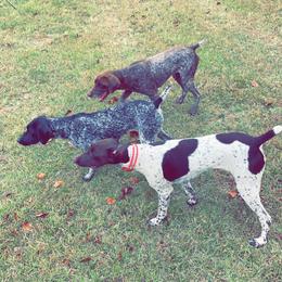 German Shorthaired Pointers from Adams Pointers