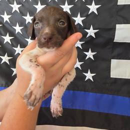 Coco Girl 10 - White and liver female German Shorthaired Pointer puppy in Banning, California from ⭐🦆 So Cal on Point GSP'S🇺🇲🇩🇪 lg