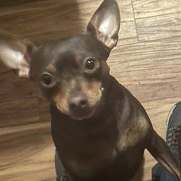Dory - Miniature Pinscher