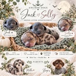 Bernedoodles, Cavapoos, Cavapoochons, Goldendoodles, Poodles, Shihpoos, and Yorkipoos from Anchor Dogs