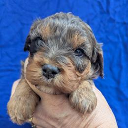 Virginia-F1 mini - Merle female Cavapoo puppy in Placerville, California from Quartz Mountain Doodles