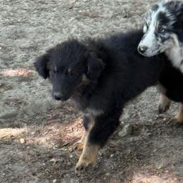 Midnight - Black tri-color female Australian Shepherd puppy in Four Oaks, North Carolina from RoseWest Farms