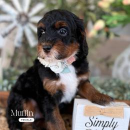Muffin - Phantom female Bernedoodle puppy in Temecula, California from Brookside Bernedoodles