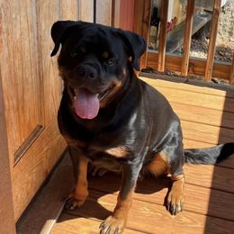Zelda - Black and mahogany female Rottweiler puppy in Denver, Colorado from RMR
