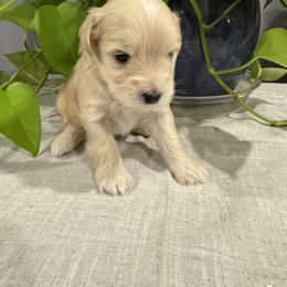 Miniature Schnauzer Puppies from Walker Miniature Schnauzers