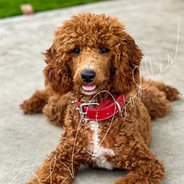 Archie - Poodle