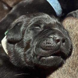 Green Collar - Black male Labrador Retriever puppy in Malabar, Florida from Mythic Labradors, LLC