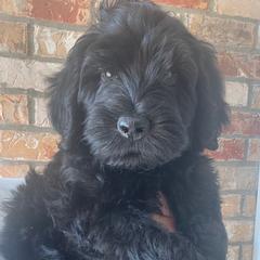 Double Doodles, Labradoodles, and Poodles from ETX Labracadabra Labradoodles