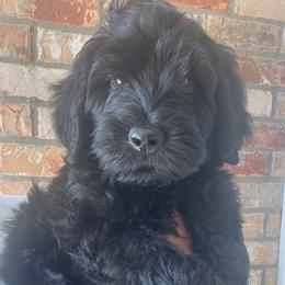 Double Doodles, Labradoodles, and Poodles from ETX Labracadabra Labradoodles