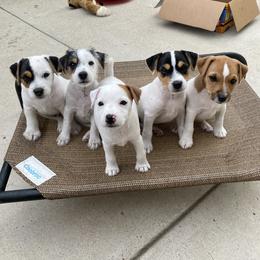 Jack Russell Terrier Puppies from Fair Dinkum Jack Russell Terriers