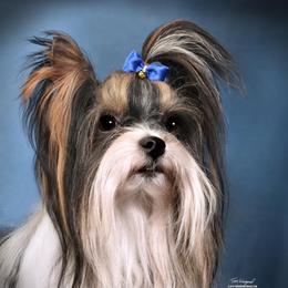 Joker - Biewer Terrier
