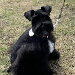 Miniature Schnauzer Puppies from Mert's Creek Miniature Schnauzers