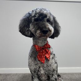 Rosie - Goldendoodle
