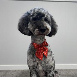 Rosie - Goldendoodle