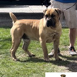 Keeper - Boerboel