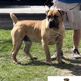 Keeper - Boerboel