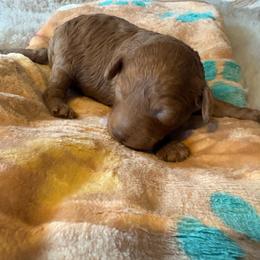 Freedom - Red  male Poodle puppy in Utica, Ohio from Poodle Me Crazy