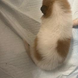 Sweetheart - Sable female Collie puppy in Abilene, Texas from Regal Lassie's
