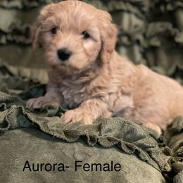 Goldendoodle Puppies from Doodle Paradise