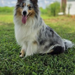 Ravenna - Shetland Sheepdog
