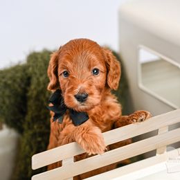Black - Red  male Goldendoodle puppy in Platteville, Wisconsin from Beck Kennel