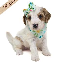 Winnie - Brown and white female Bernedoodle puppy in Crawfordsville, Indiana from Winding Creek Ranch Doodles
