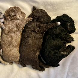 Poodle Puppies from Townsend Poodles
