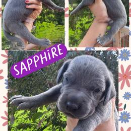 Sapphire - Blue female Great Dane puppy in Wellsville, New York from Prophecy Danes