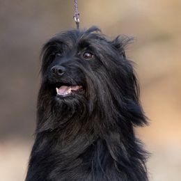 Soleil - Pyrenean Shepherd