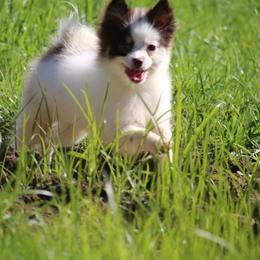 True - Chocolate female Pomsky puppy in Junction City, Ohio from JC Pups