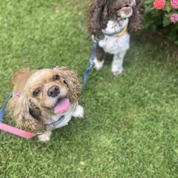Cocker Spaniel All Grown Up from Trulove Cocker Spaniels