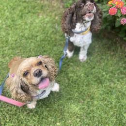 Cocker Spaniel All Grown Up from Trulove Cocker Spaniels