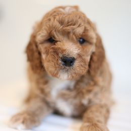 Luna - Apricot female Goldendoodle puppy in Stevens, Pennsylvania from Derek & Alexia Martin puppies