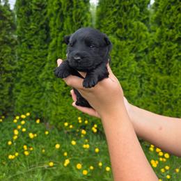 Princess Davina -Black - Black female Scottish Terrier puppy in Mount Vernon, Washington from Scottish Terrier Sandra T