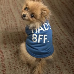 Pomeranian Puppies from Highlander Pomeranians